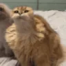 augh emote