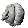 NOBLING emote