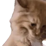 aurNaur emote