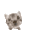 wewe
