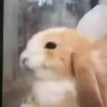 jeje emote