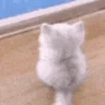 catwaiting emote