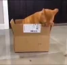 Caja emote