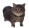 cot emote