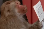 ReadingChat emote