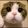 PWEASE emote