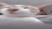 LICKA emote