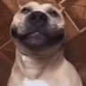 doggoLaughingAtYou emote