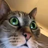 SANECAT emote