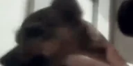ahaMiska emote