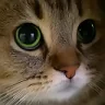 meow emote