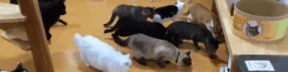 CATTER emote