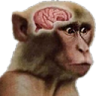 NeuronActivation emote