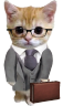 catBusiness emote