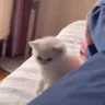 FIGHTMEBITCH emote