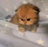 ZloyDebil emote