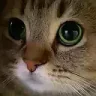 woem emote