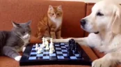 Chess emote
