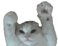 catWave emote