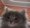 sleepy emote