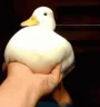 quacking emote