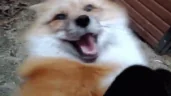 AAAAAA emote