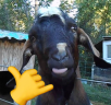 AufZiegenbock emote