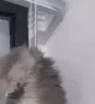 peepoRIP emote