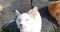 Emote