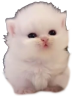 eepert emote