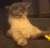 AufKok emote