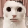 CatSingingAtYou emote