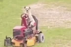 DawgOnTheRidinLawnmower emote