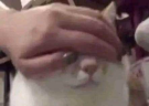 noveo emote