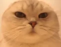 catSmirk emote