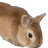 peachJam emote