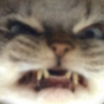MAJ emote