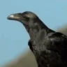 Cawww emote