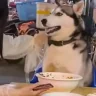 GetThisShitOuttaHere emote