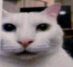 Eh emote