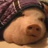tadzheek emote