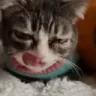 yawn emote