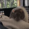 NephSleep emote