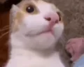 CatSurprised emote