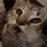 catNAILS emote