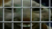 xddetained emote