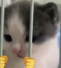 sillyJAIL emote