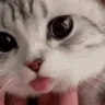 luh emote