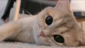 aww emote