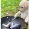 cook emote